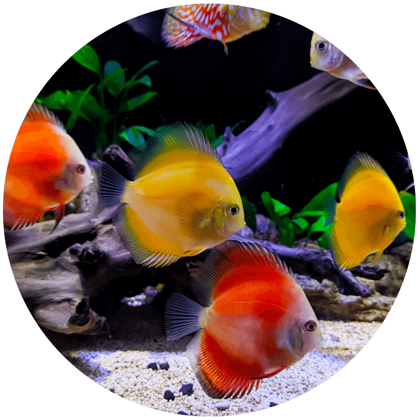 Feature image fish 2