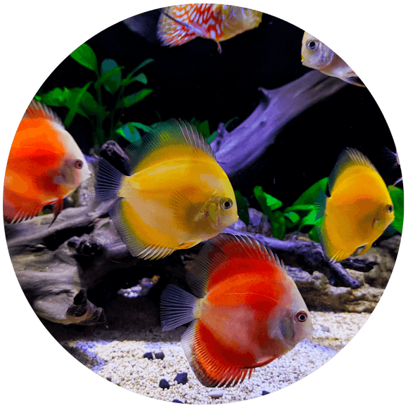 Feature image fish 2